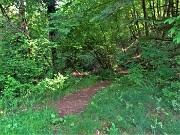27 Prendo il sentiero a dx che si inoltra nle bosco  